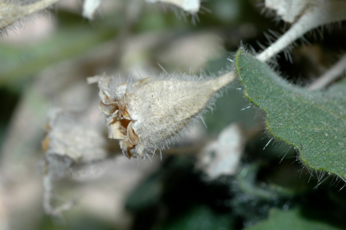 Loasaceae Eucnide urens