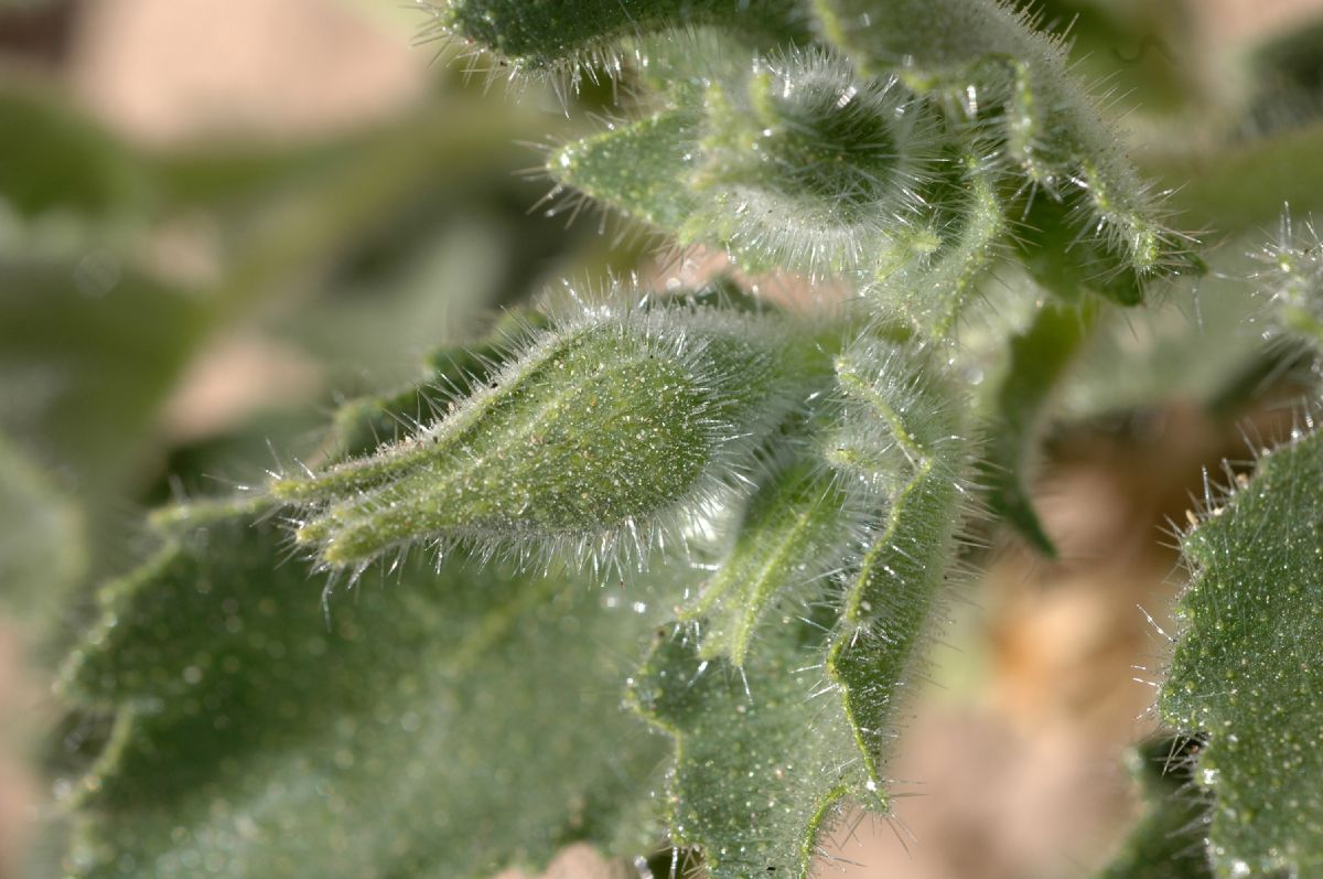 Loasaceae Eucnide urens