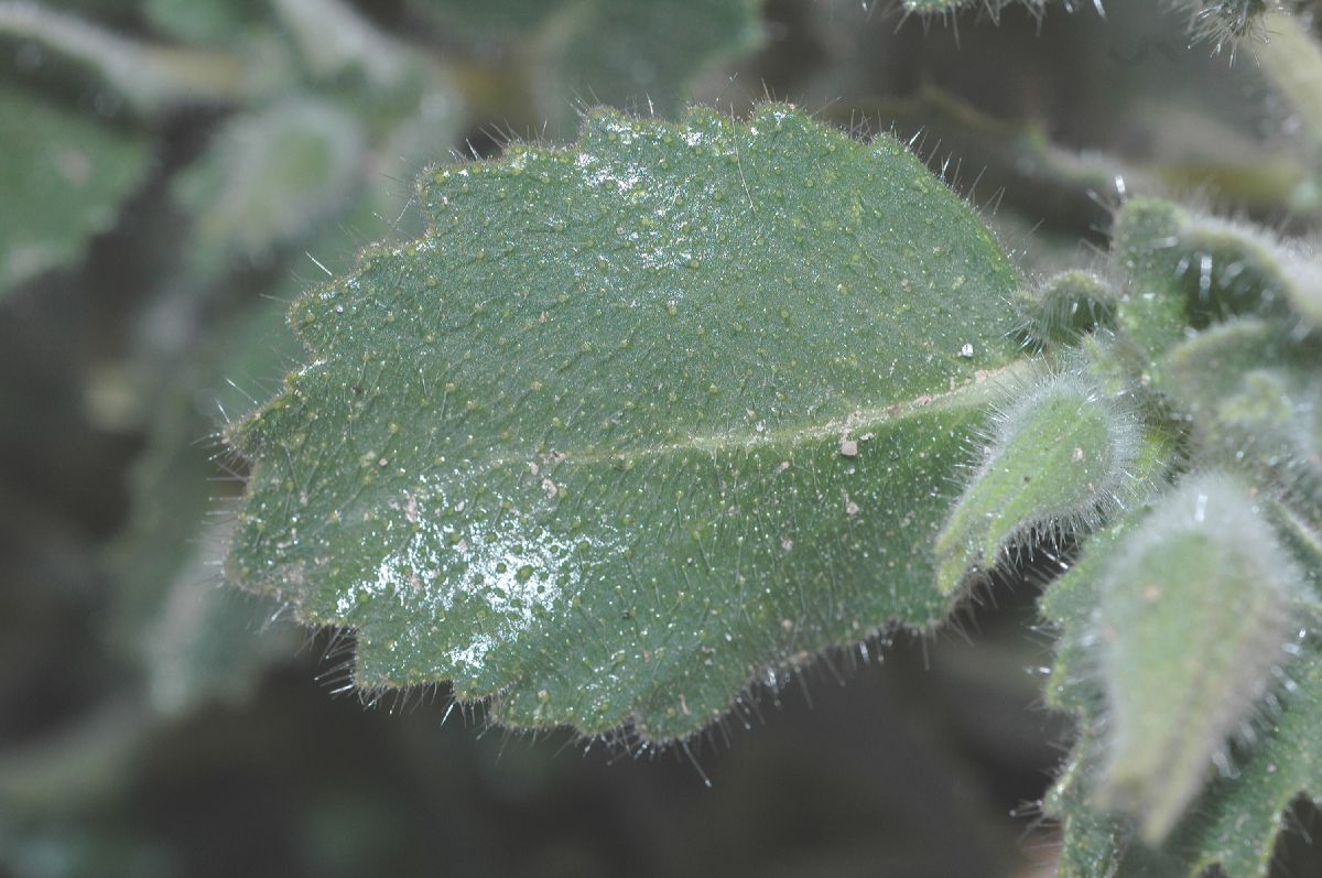 Loasaceae Eucnide urens