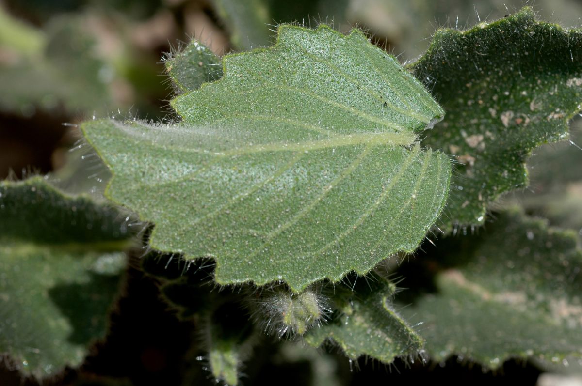 Loasaceae Eucnide urens