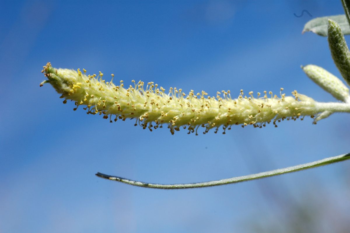 Salicaceae Salix exigua