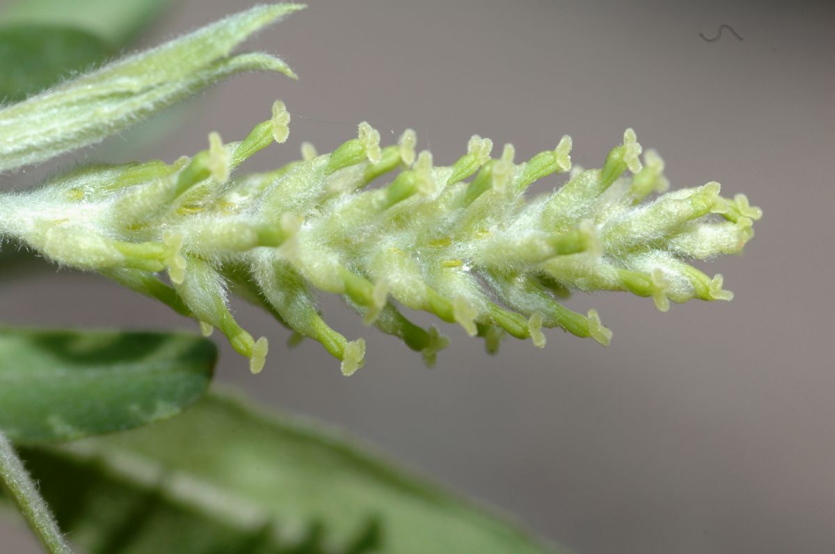 Salicaceae Salix exigua