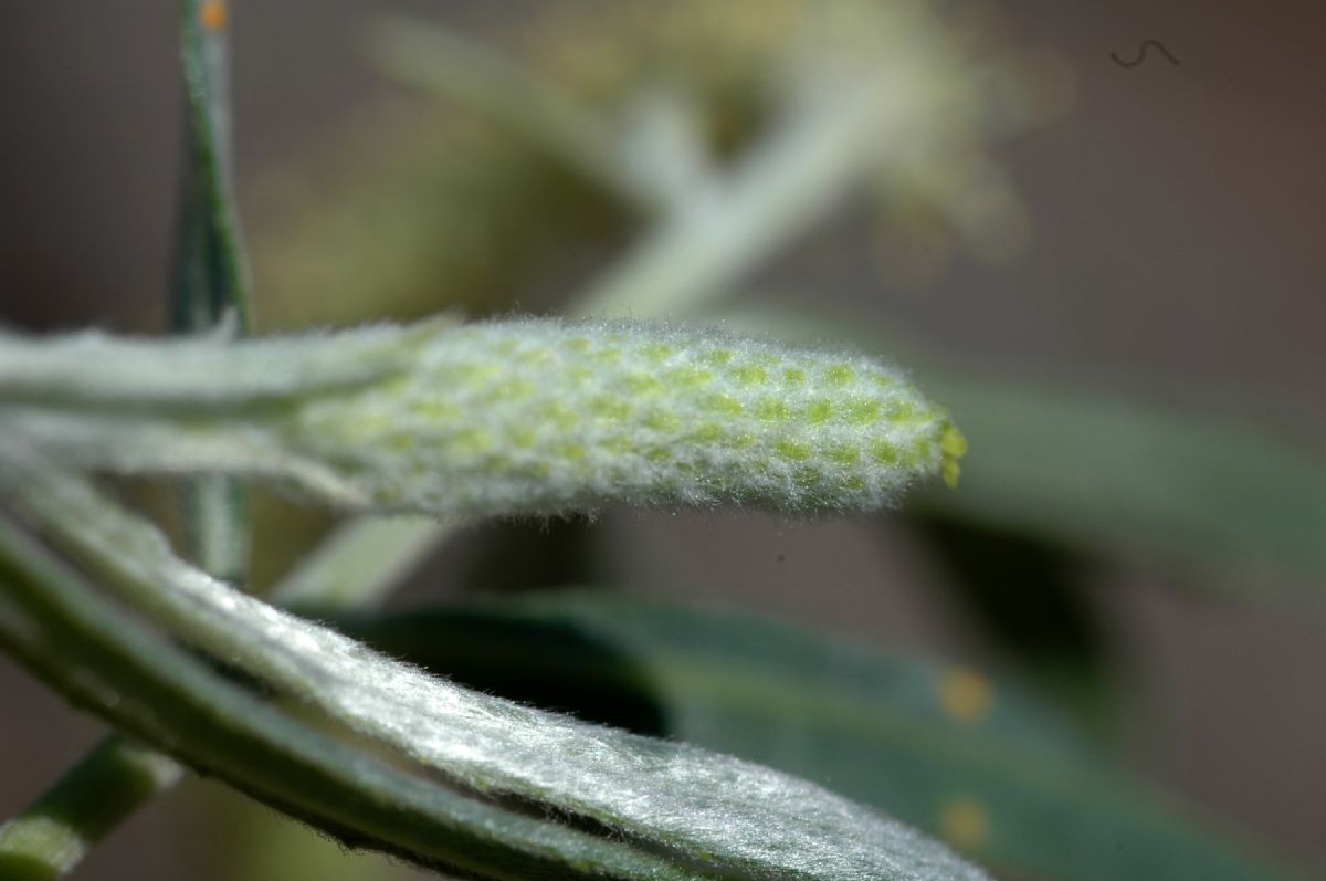 Salicaceae Salix exigua