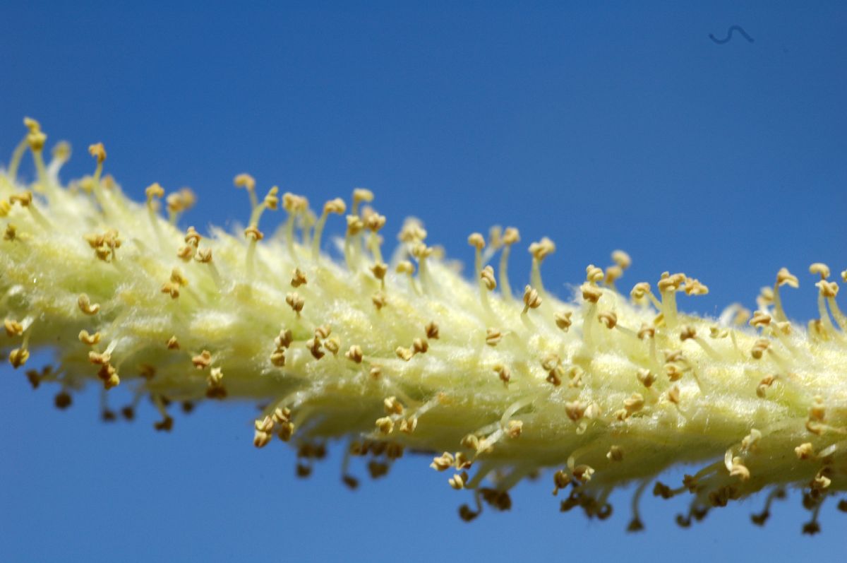 Salicaceae Salix exigua