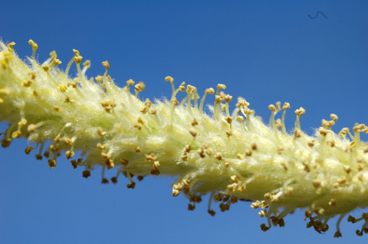 Salicaceae Salix exigua