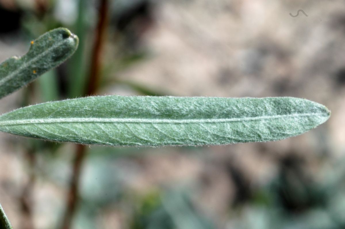 Salicaceae Salix exigua