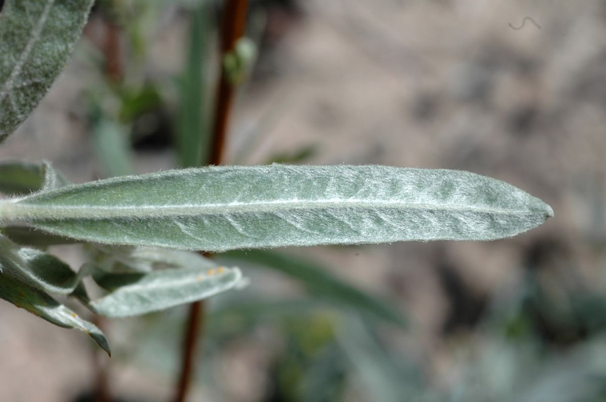 Salicaceae Salix exigua