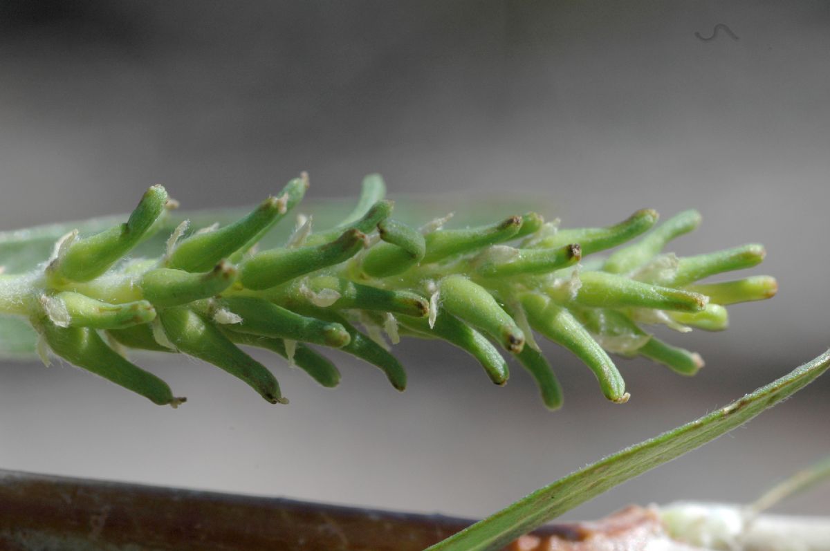 Salicaceae Salix exigua