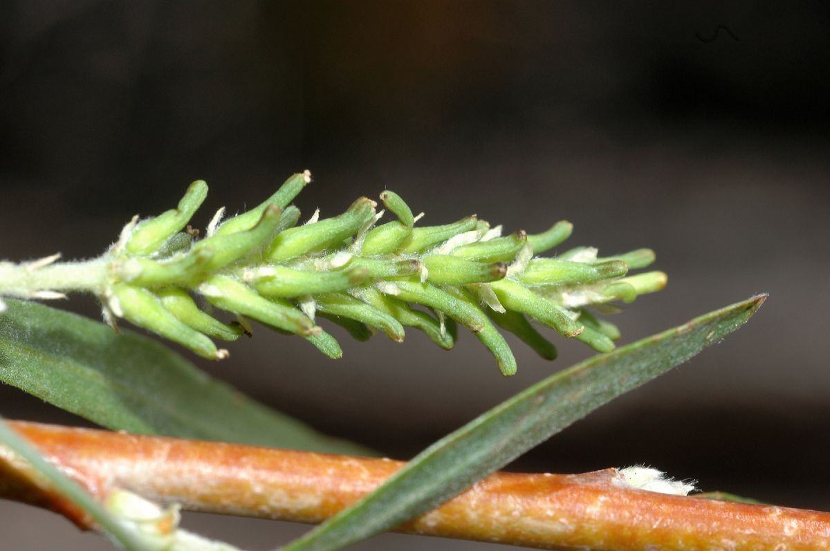 Salicaceae Salix exigua