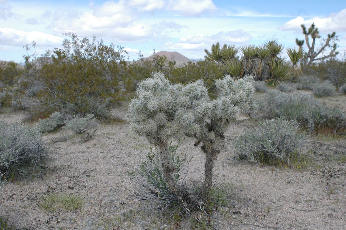 Cactaceae Opuntia bigelovii