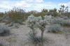 image of Opuntia bigelovii