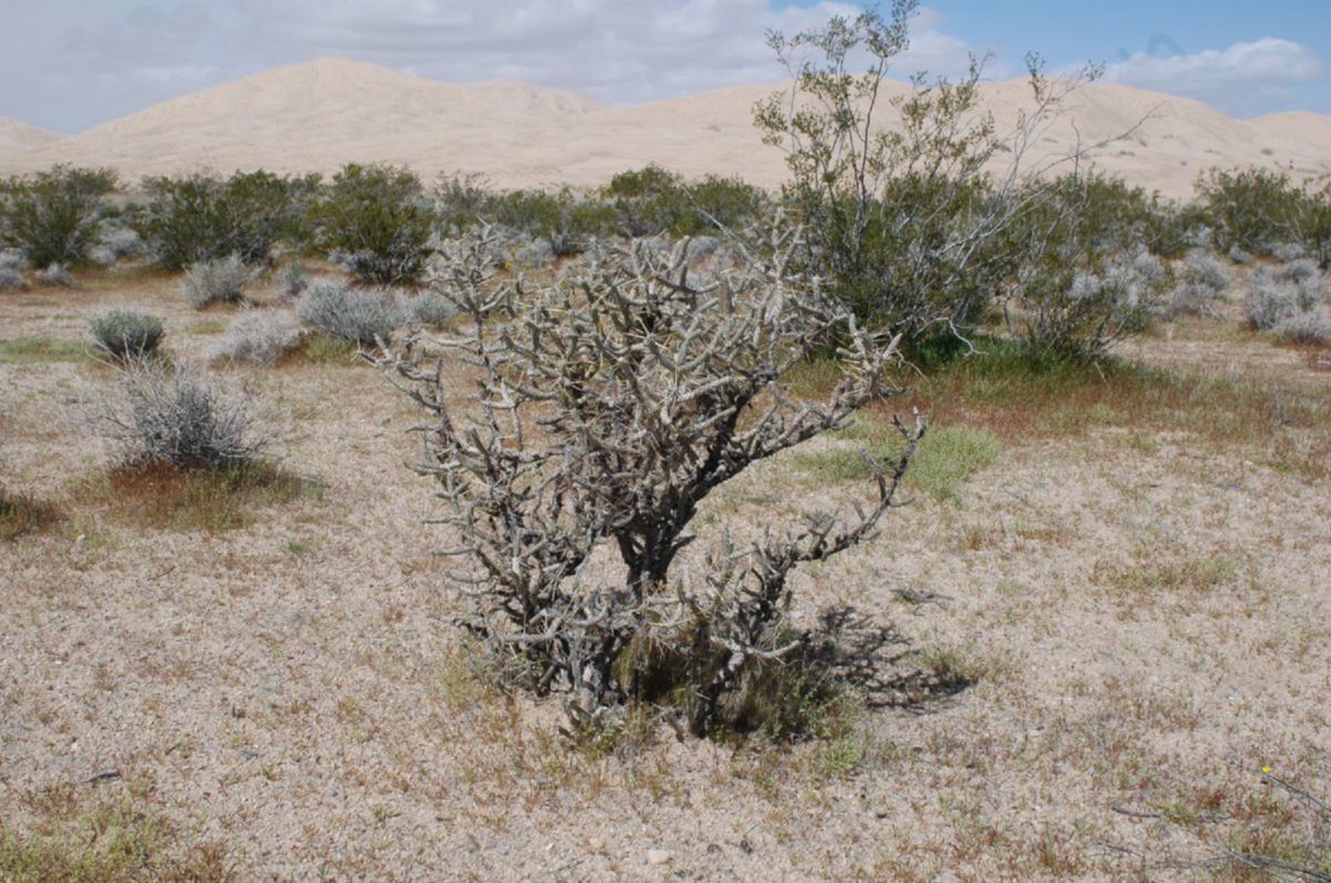 Cactaceae Opuntia ramosissima