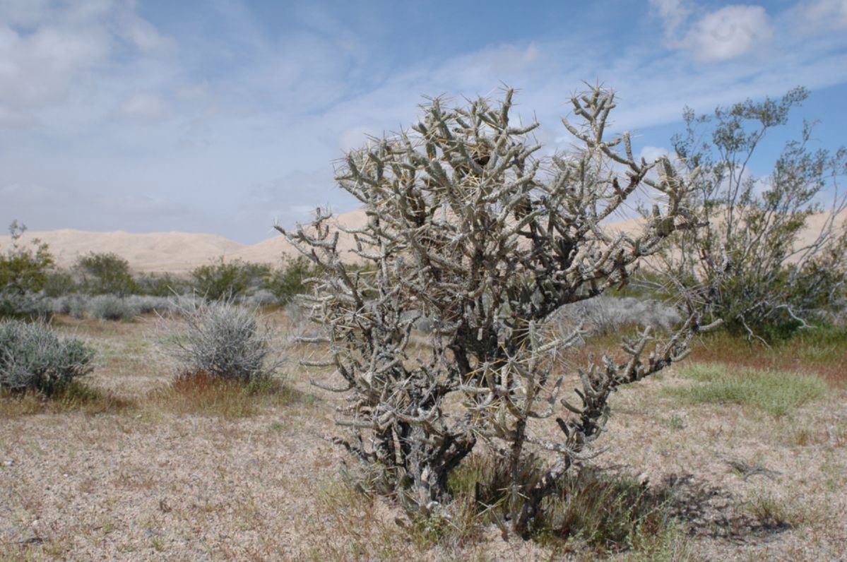 Cactaceae Opuntia ramosissima