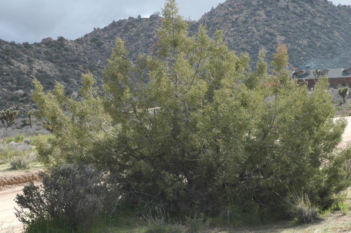 Cupressaceae Juniperus osteosperma