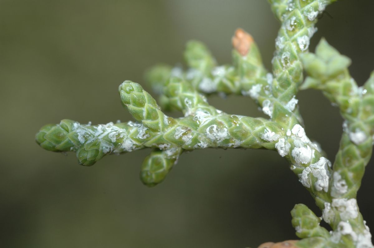 Cupressaceae Juniperus osteosperma