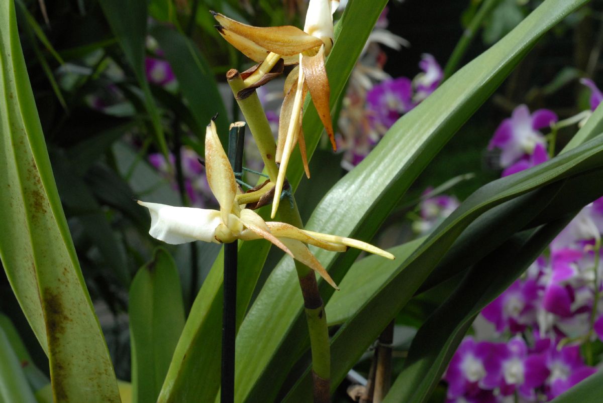 Orchidaceae Angraecum eburneum