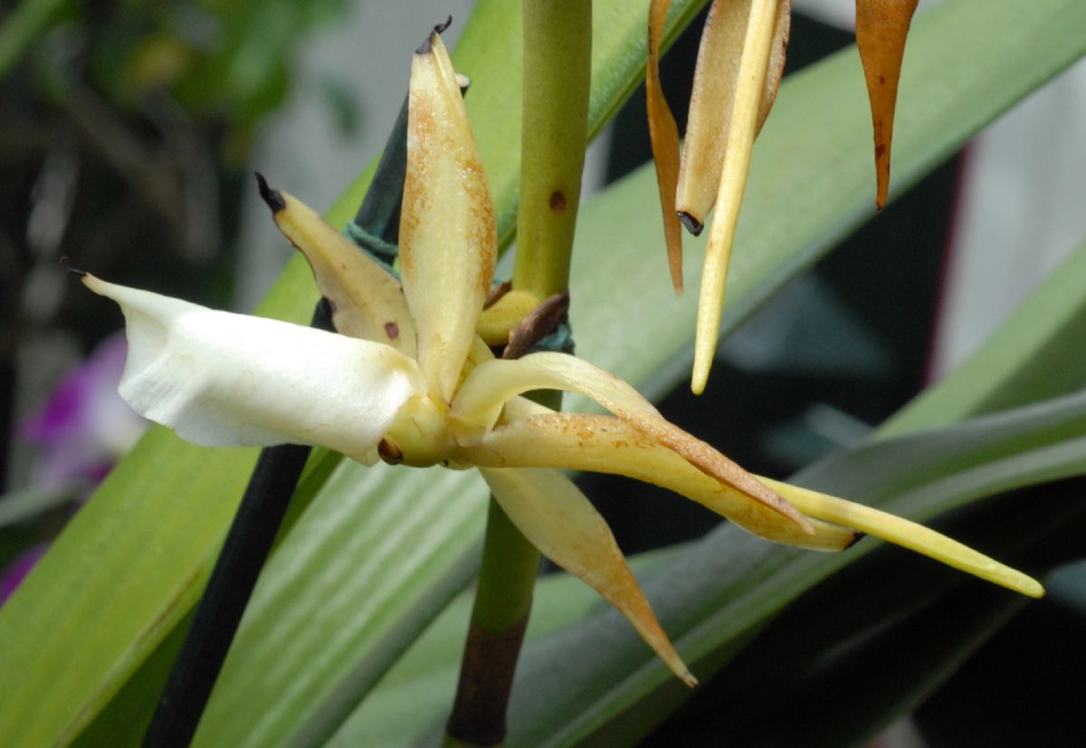 Orchidaceae Angraecum eburneum