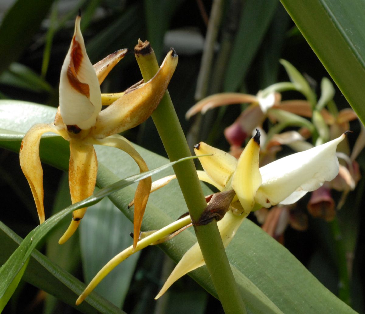 Orchidaceae Angraecum eburneum
