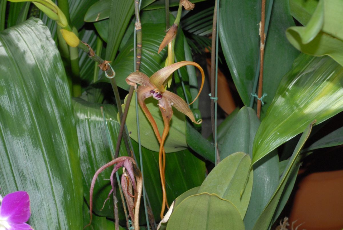 Orchidaceae Bulbophyllum echinolabium