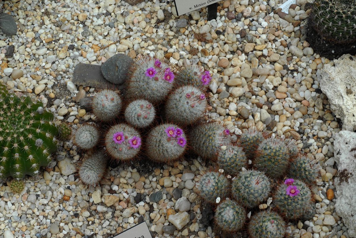 Cactaceae Mammillaria bombycina