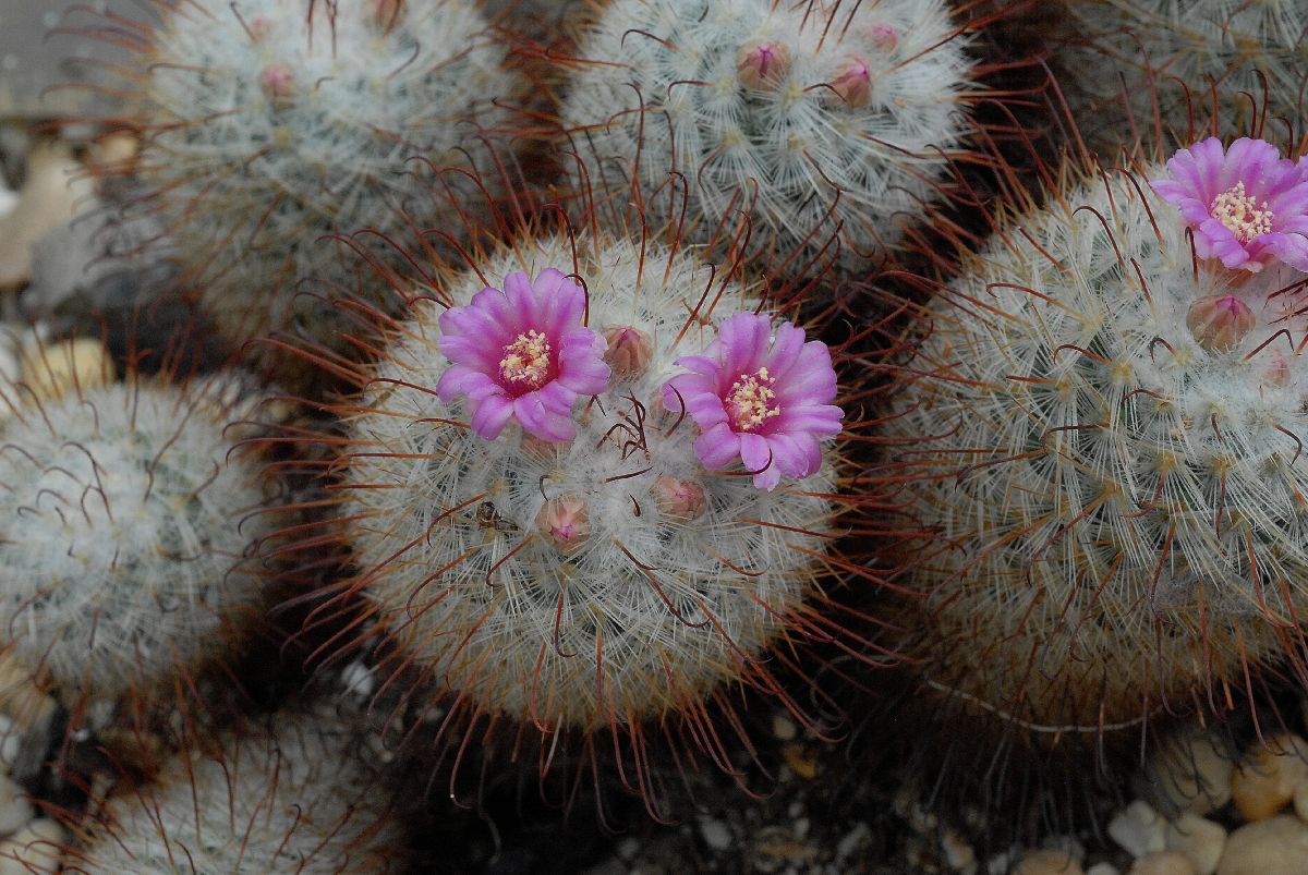 Cactaceae Mammillaria bombycina