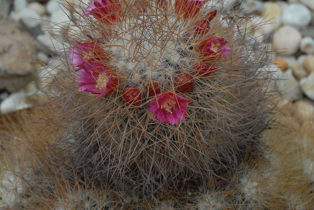 Cactaceae Mammillaria rekoi