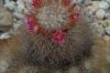 image of Mammillaria rekoi