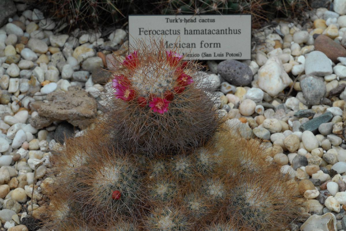 Cactaceae Mammillaria rekoi