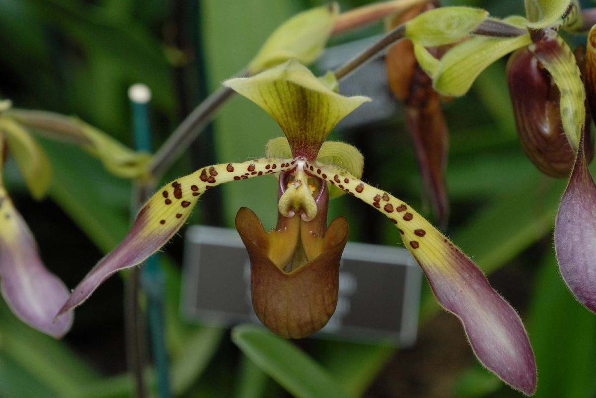 Orchidaceae Paphiopedilum lowii