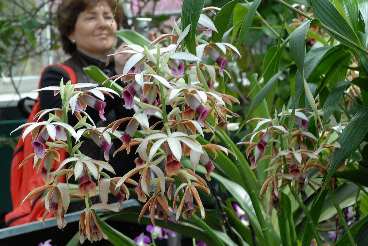 Orchidaceae Phiaus tankervilleae