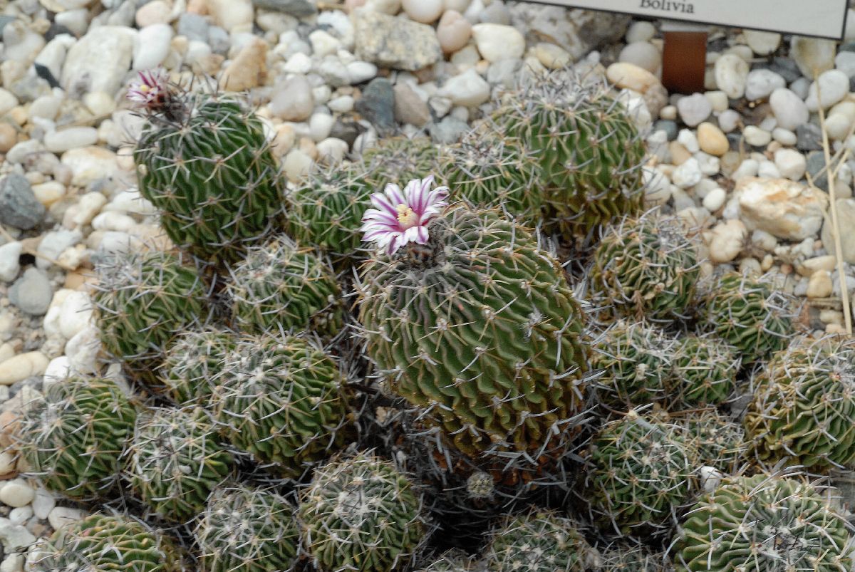 Cactaceae Stenocactus 