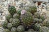 image of Stenocactus 