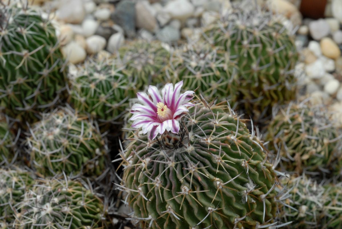 Cactaceae Stenocactus 