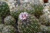 image of Stenocactus 