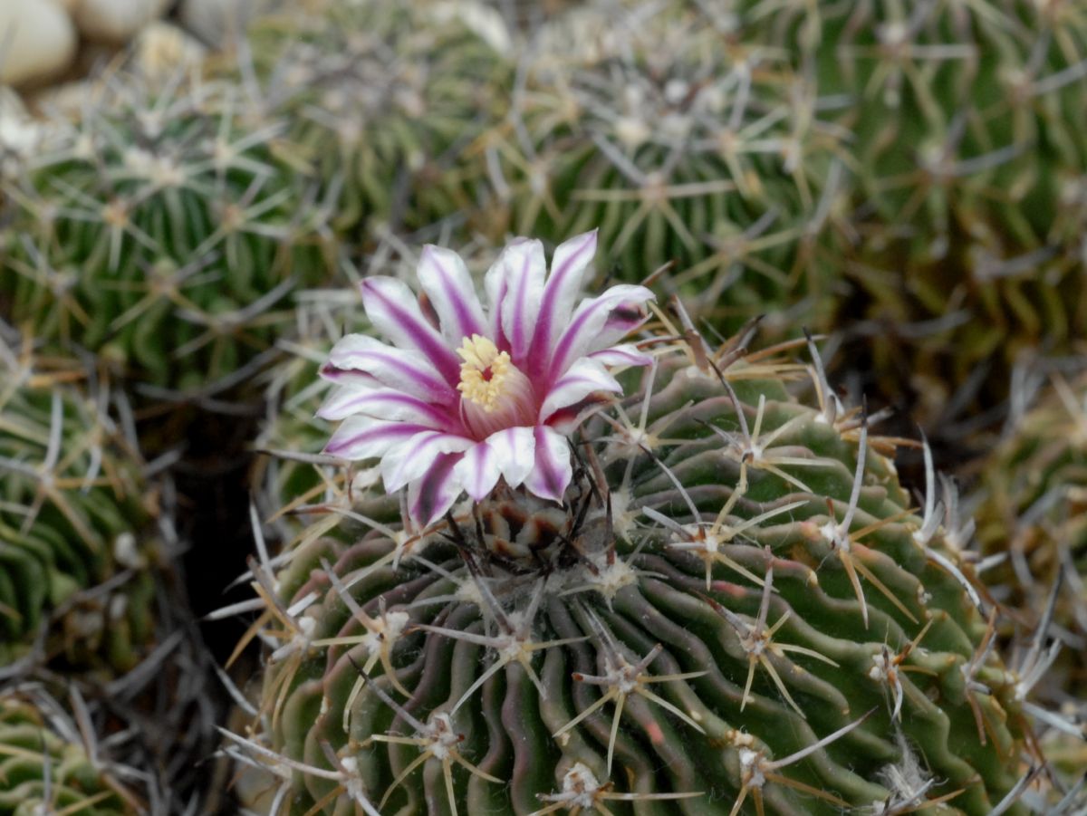 Cactaceae Stenocactus 