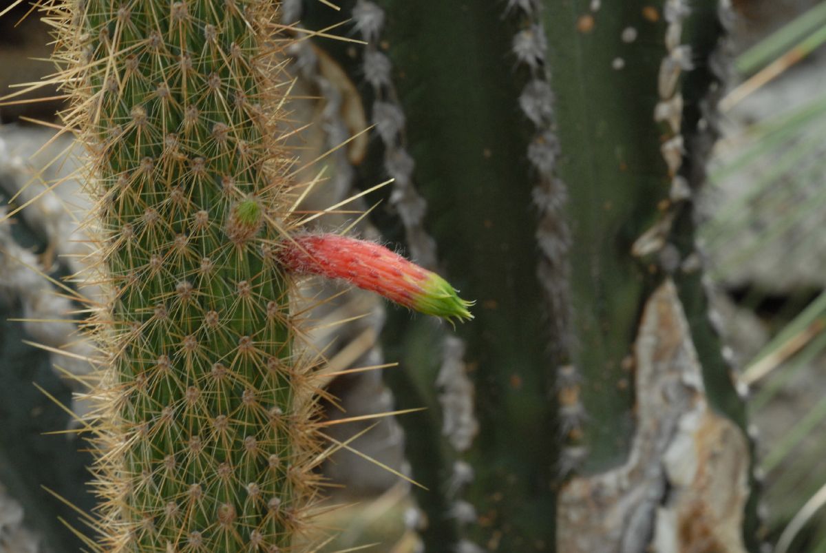 Cactaceae Cleistocactus smaragdiflorus