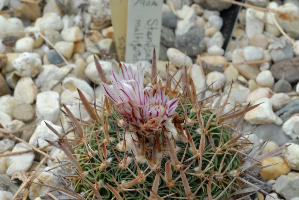 Cactaceae Stenocactus multicostatus