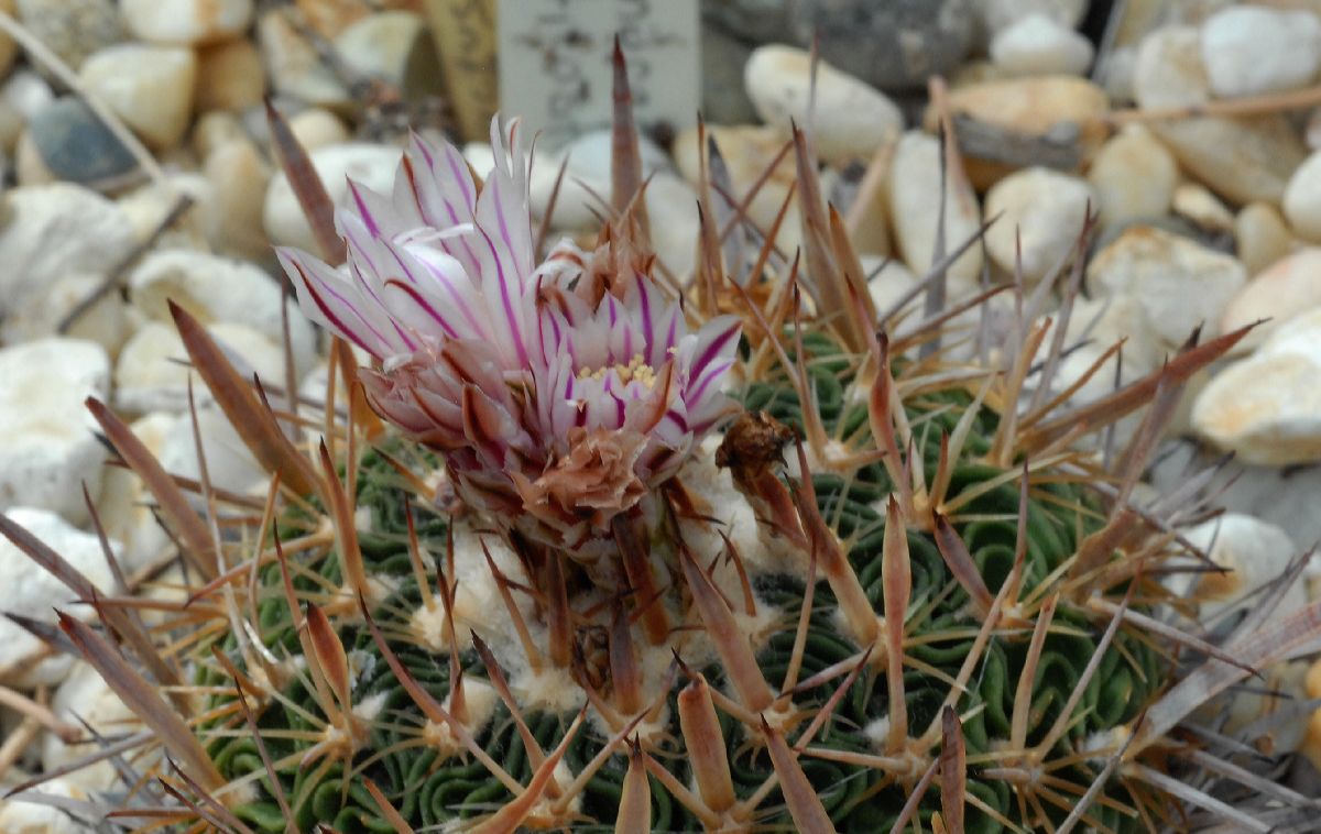 Cactaceae Stenocactus multicostatus