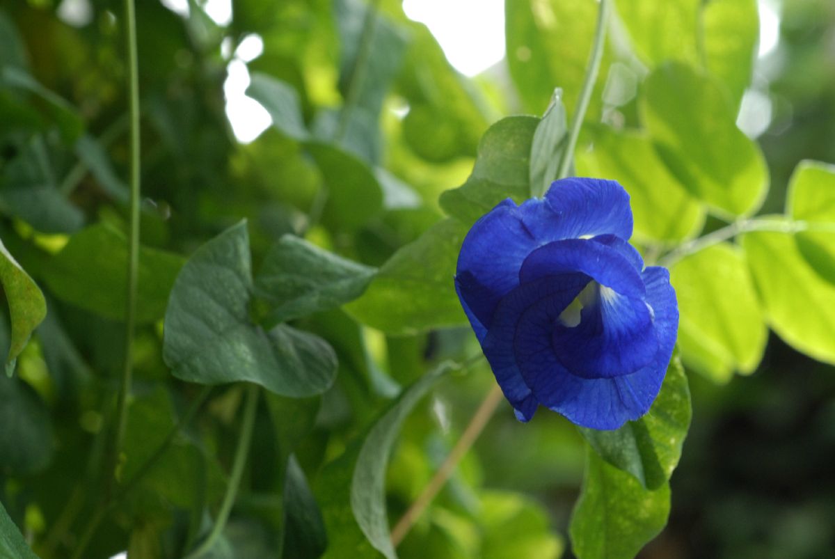 Fabaceae Clitoria ternatea