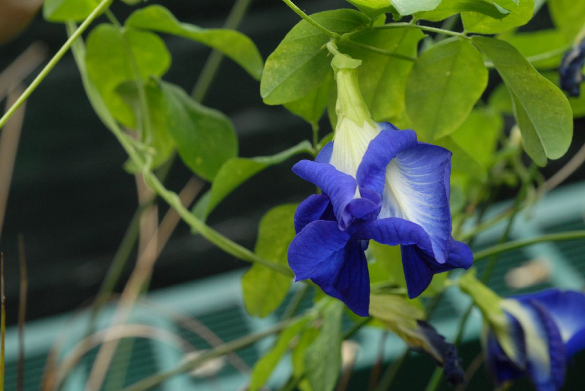 Fabaceae Clitoria ternatea