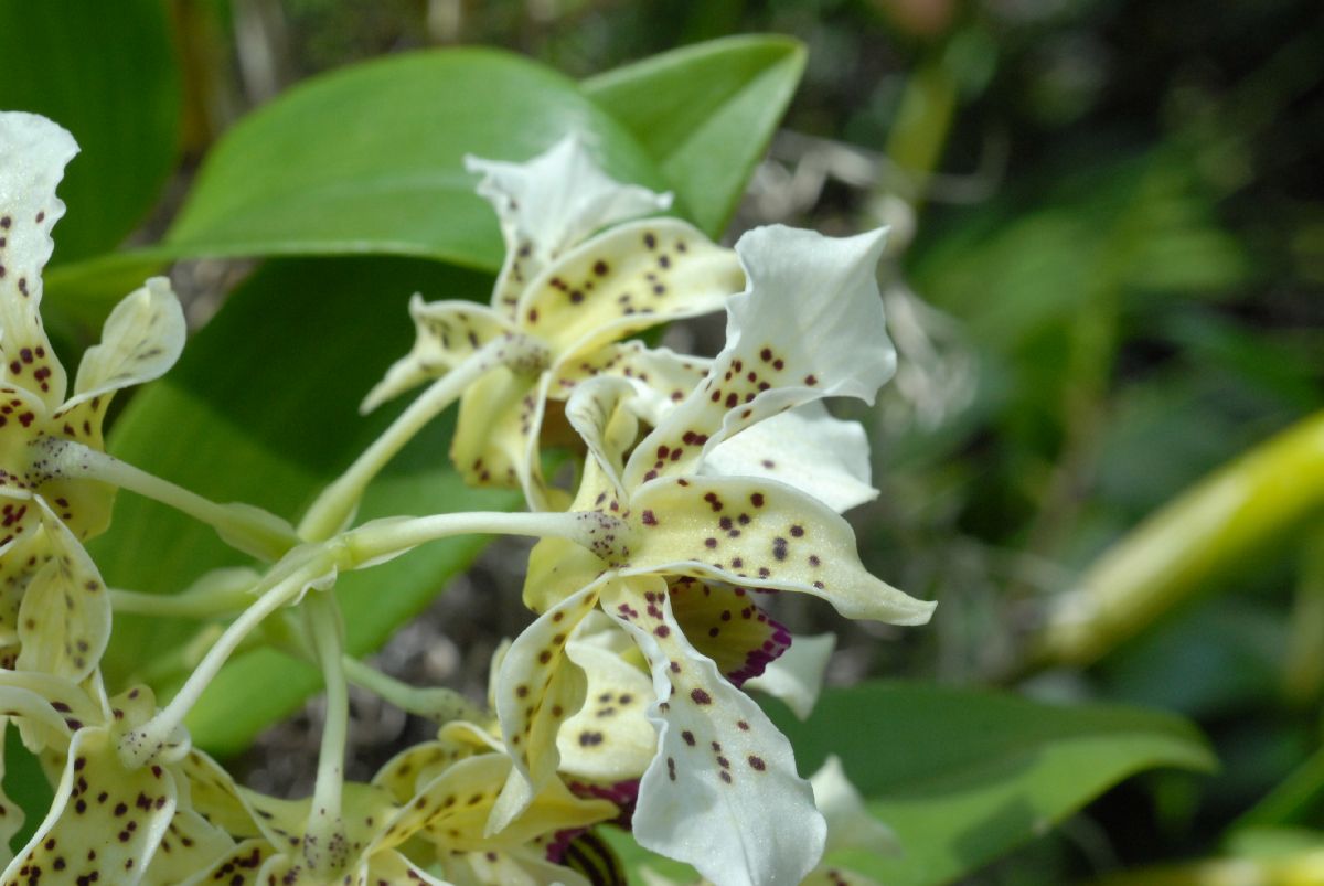 Orchidaceae Dendrobium atroviolaceum