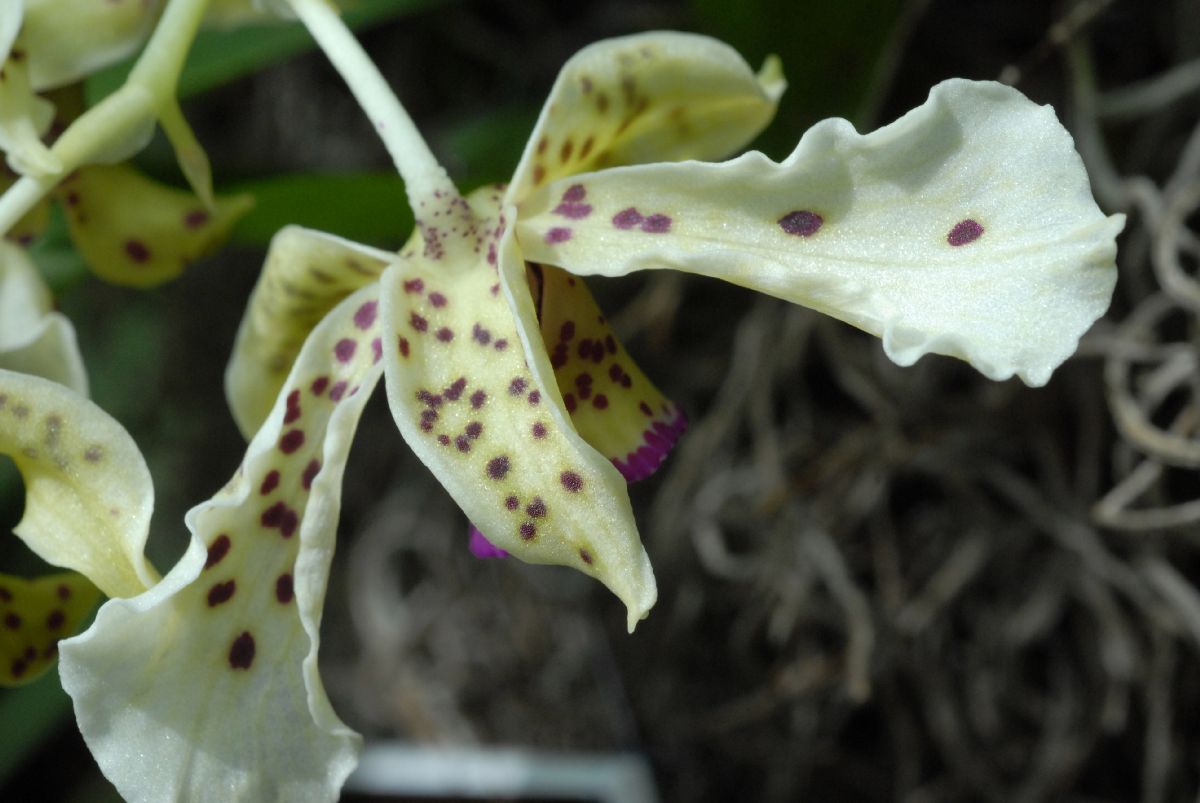 Orchidaceae Dendrobium atroviolaceum