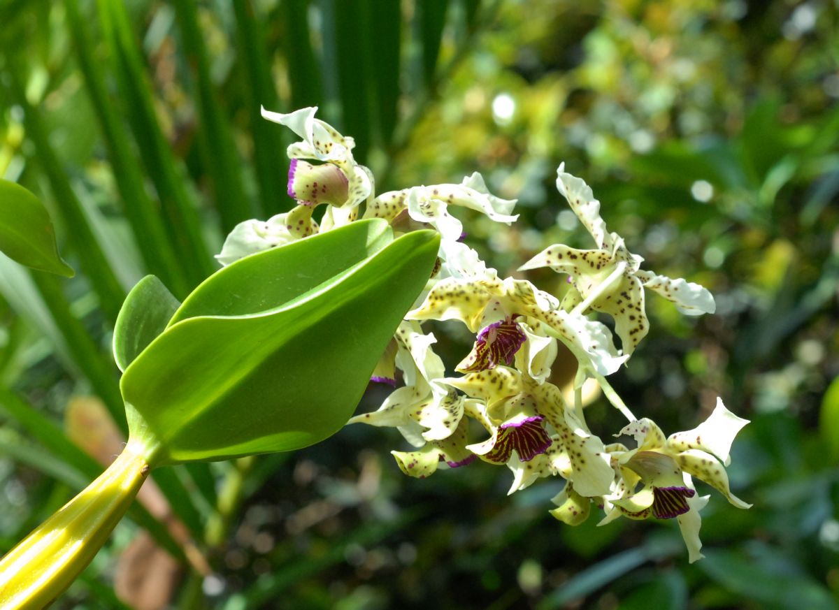 Orchidaceae Dendrobium atroviolaceum