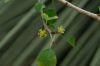 image of Euphorbia misera