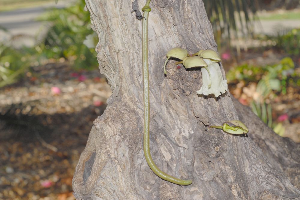 Bignoniaceae Parmentiera cereifera