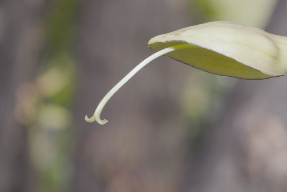 Bignoniaceae Parmentiera cereifera