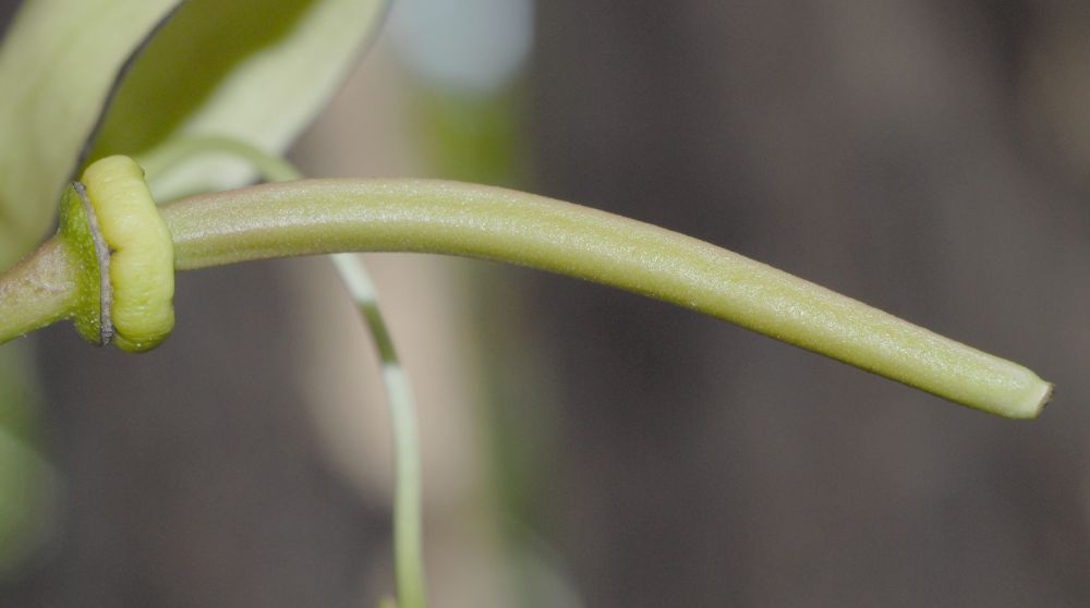 Bignoniaceae Parmentiera cereifera