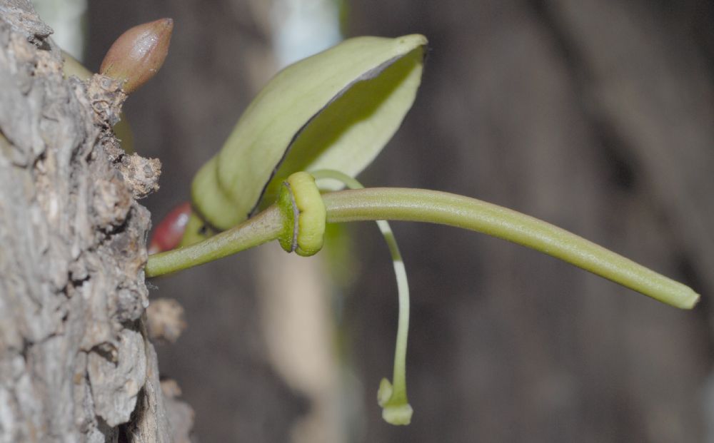 Bignoniaceae Parmentiera cereifera