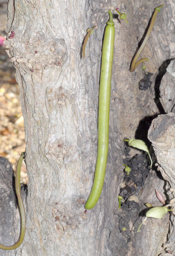 Bignoniaceae Parmentiera cereifera