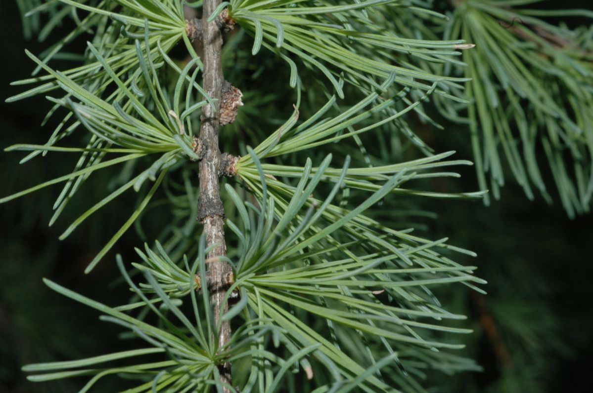 Pinaceae Larix laricina